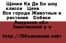 Щенки Ка Де Бо шоу класса › Цена ­ 60 000 - Все города Животные и растения » Собаки   . Амурская обл.,Завитинский р-н